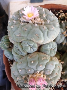 Lophophora fricii var. decipiens