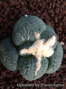 Ariocarpus fissuratus var. lloydii cv. latus