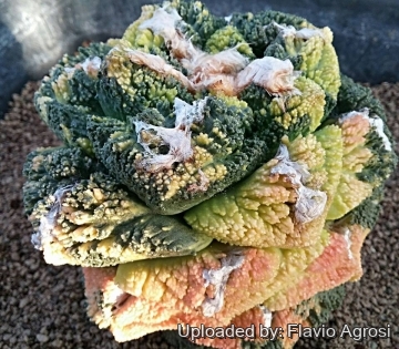 Ariocarpus fissuratus cv. Godzilla variegata