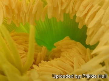 Echinopsis werdermanniana