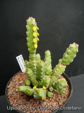 Euphorbia debilispina