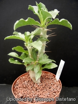 Pachypodium lealii subs. saundersii