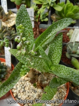Scilla pauciflora