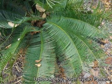 Cycas maconochiei subs. viridis