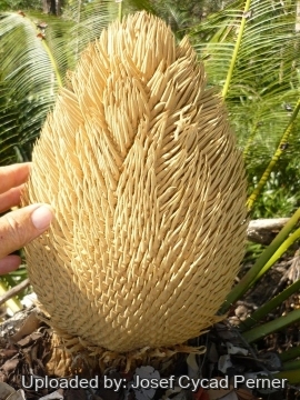 Cycas pectinata