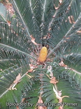Cycas kennedyana