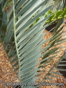 Encephalartos hirsutus