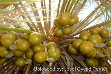 Cycas maconochiei subs. lanata