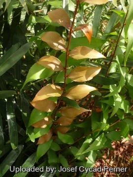 Zamia vazquezii