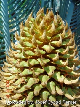Cycas cairnsiana
