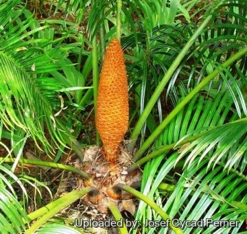 Cycas elephantipes