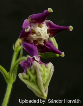 Raphionacme grandiflora subs. glabrescens