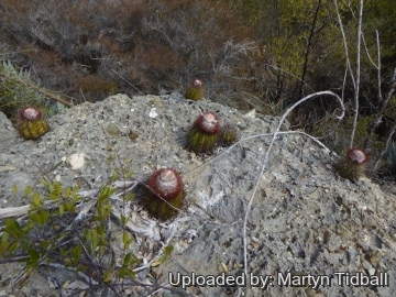 Melocactus harlowii