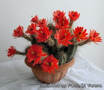 Echinocereus polyacanthus