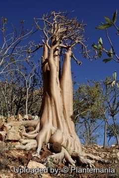 Adenium obesum subs. socotranum
