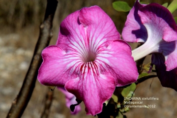 Uncarina stellulifera
