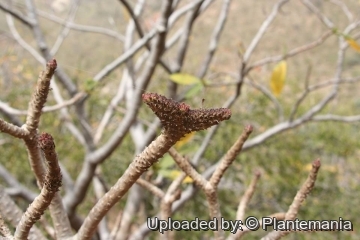 Adenium obesum subs. socotranum