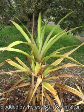 Ananas bracteatus