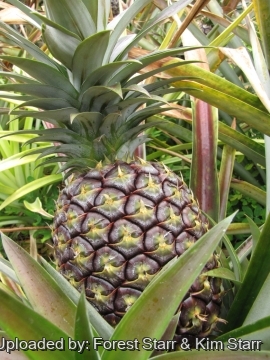 Ananas comosus
