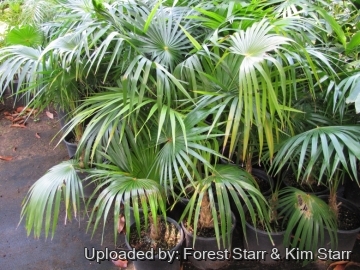 Coccothrinax barbadensis