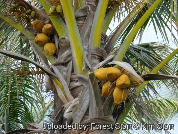 Cocos nucifera
