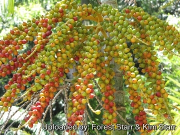 Ptychosperma macarthurii