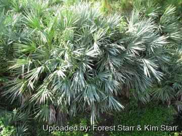 Serenoa repens f. glauca