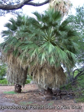Washingtonia filifera
