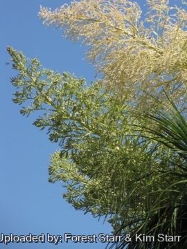 Beaucarnea recurvata