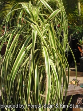 Beaucarnea recurvata f. variegata