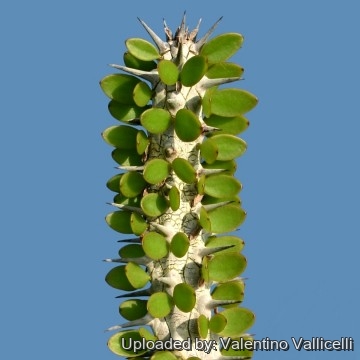 Alluaudia procera