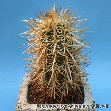 Echinocereus engelmannii
