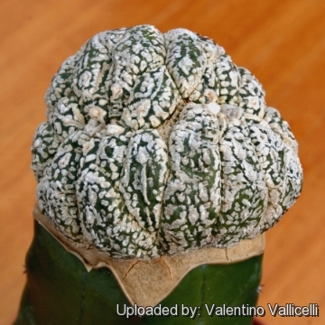 Astrophytum asterias cv. Superkabuto f. cristata