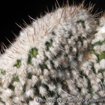 Eulychnia saint-pieana f. cristata