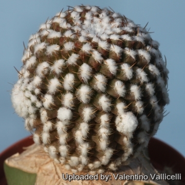 Eriosyce odieri subs. krausii