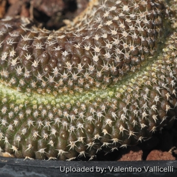 Copiapoa laui f. cristata