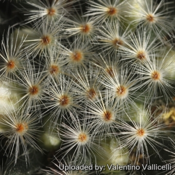 Mammillaria schiedeana subs. dumetorum