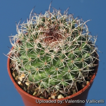 Mammillaria mystax