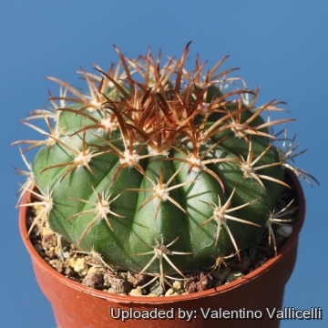 Melocactus conoideus