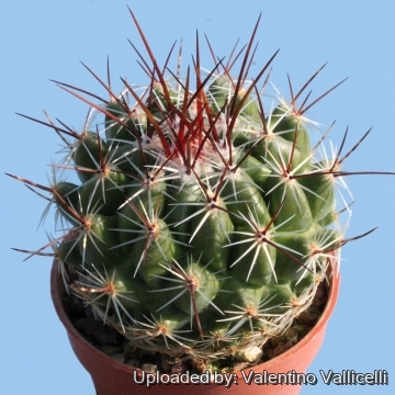 Thelocactus saussieri
