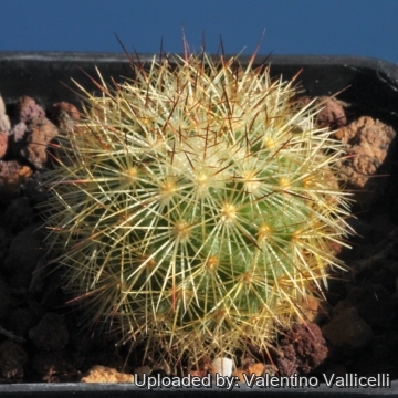 Mammillaria densispina