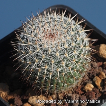 Mammillaria formosa subs. chionocephala