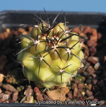 Copiapoa coquimbana var. imbricata