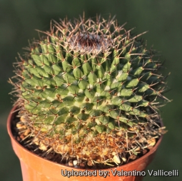 Mammillaria carnea