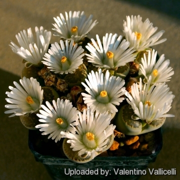Lithops salicola C321 25 km WNW of Petrusville, South Africa