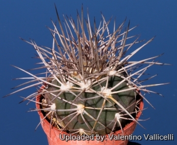 Gymnocalycium mazanense var. ferox