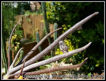 Astrophytum caput-medusae