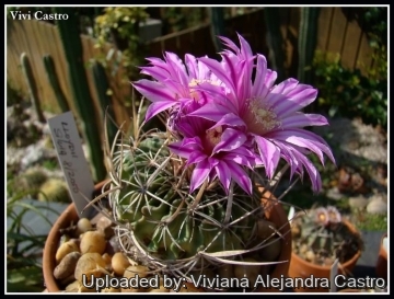 Stenocactus lloydii