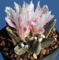 Ariocarpus retusus ''A'' (Mesa garden 33.81) Ariocarpus retusus ''A'' (Mesa garden 33.81)