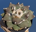 A form with large, fat tubercles (Type B - Mesa Garden)